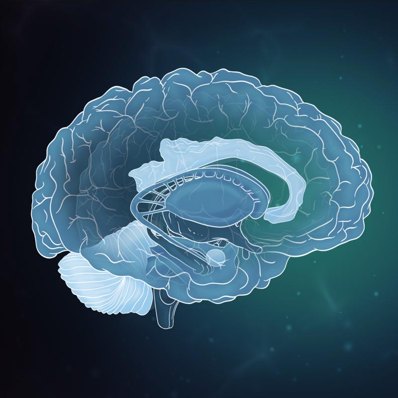 2.5D Gehirn - Cover