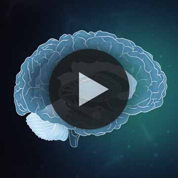 2.5D Gehirn - Video 1